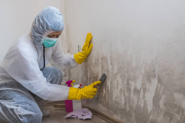 Mold Testing and Removal in Littleton, CO
