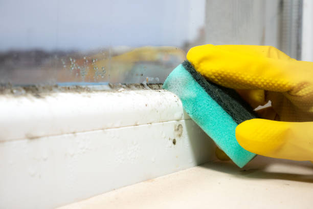 Mold Removal and Inspection in Littleton, CO