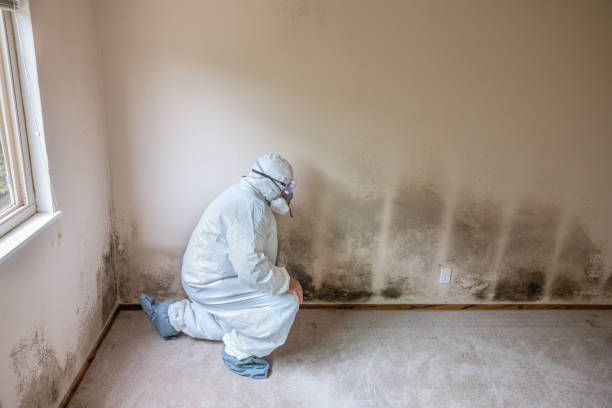Best Mold Testing and Removal  in Littleton, CO