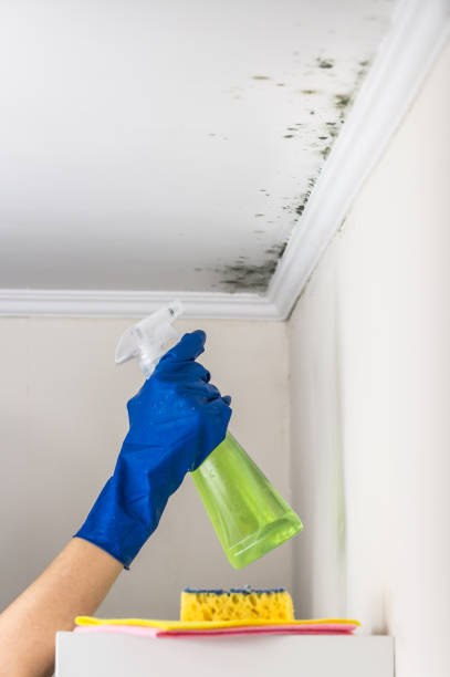 Trusted Littleton, CO Mold Removal Experts